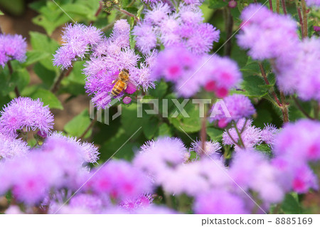 Ageratum and honey bees Ageratum and honey bees 8885169