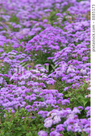 盛開的Agereatum 8885173