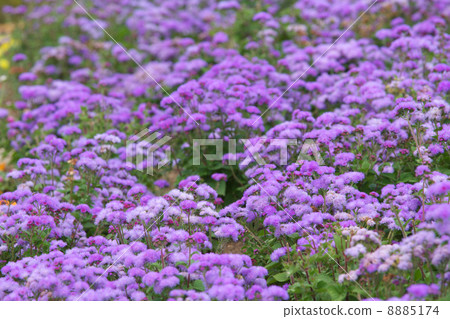 Agereatum in full bloom Agereatum in full bloom 8885174