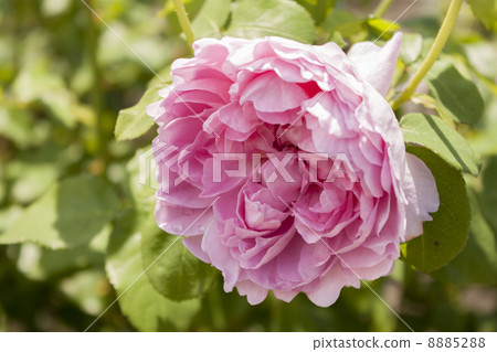 Charles Rennie Mackintosh 8885288