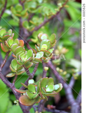 翡翠木 翡翠木 8885626