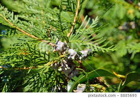 Trees · Concharogiovisae Hinoki Trees · Concharogiovisae Hinoki 8885693