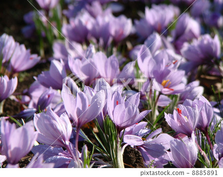 saffron saffron 8885891