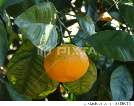 橘子 橘子 8886015