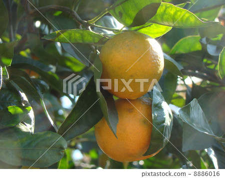 橘子 8886016