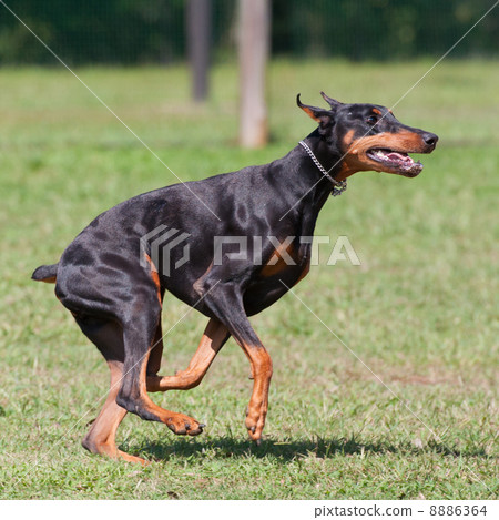 跑杜賓犬 8886364