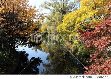Autumn leaves of Shakujii Park boat pond 8886443