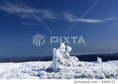 Frozen Pinus thunbergii 01 8886525