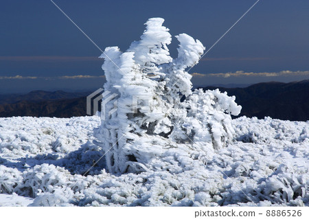 Frozen Pinus thunbergii 02 Frozen Pinus thunbergii 02 8886526