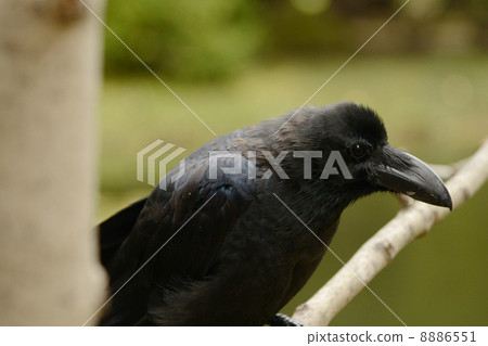 烏鴉 8886551