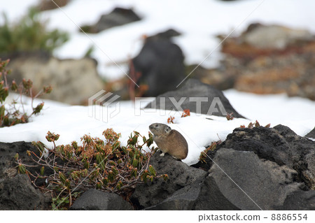 Snow and pika 03 8886554