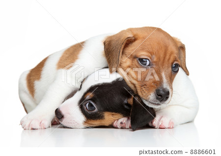 Jack-Russell terrier puppies 8886601