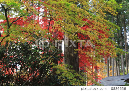 Fall of an old Meguroen Fall of an old Meguroen 8886636