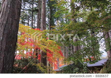 Fall of an old Meguroen Fall of an old Meguroen 8886637