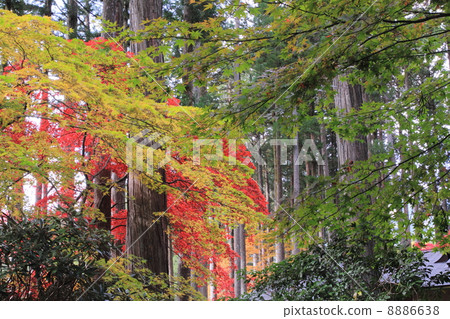 Fall of an old Meguroen Fall of an old Meguroen 8886638