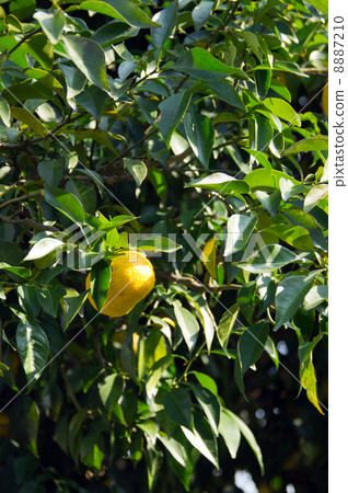 Yuzu Yuzu 8887210