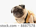 Naname Pug 8887578