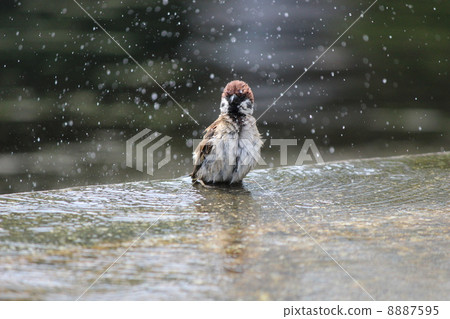 Sparrows bathed in 8887595