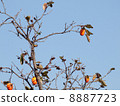 persimmon 8887723