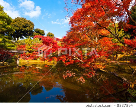 Autumn leaves of Kodaiji 8887894