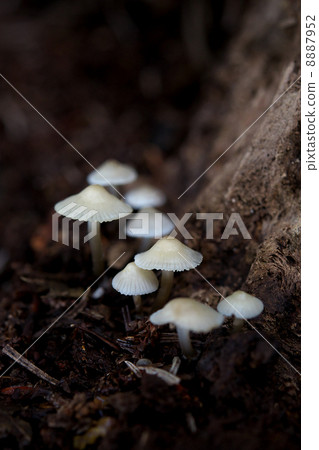 Senbon kugashi bamboo 8887952