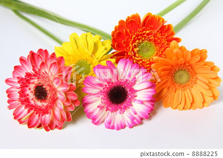 Gerbera 8888225