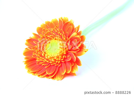 Gerbera 8888226