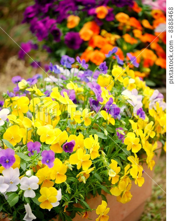 Colorful moss plants Colorful moss plants 8888468