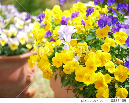 Planting Moonlight Sea Planting Moonlight Sea 8888469