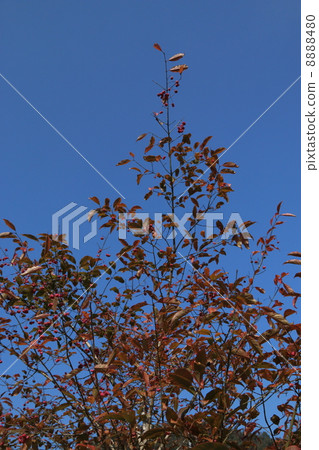 Mayuki的秋葉 Mayuki的秋葉 8888480