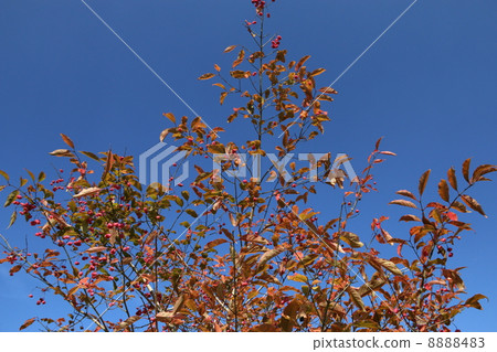 Mayuki的秋葉 Mayuki的秋葉 8888483