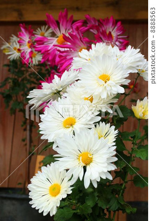 Kikuhana Exhibition 8888563