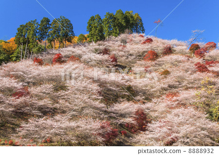 [愛知縣豐田市大原鎮]秋葉和四季櫻花 8888932
