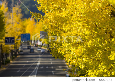 Ichigo Namiki Ichigo Namiki 8889287