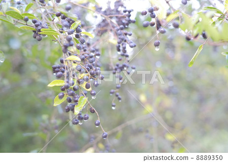 Pre-pet fruit 8889350