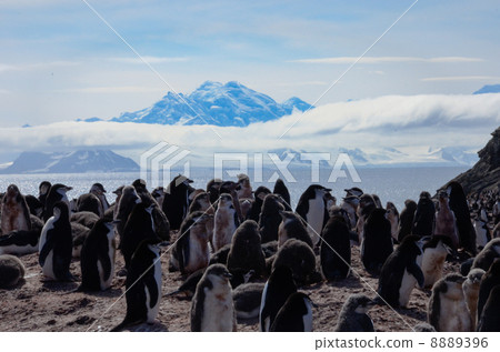 Deception island Chin Strap Penguin 8889396