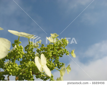 Hydrangea 8889498