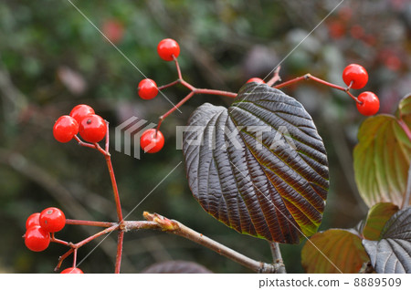 Miyama gutmush水果 8889509