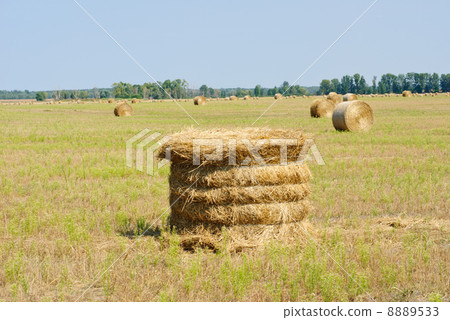 A farm field in the countryside filled with  hay bales  and blue sky 8889533