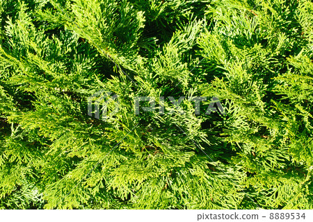 thuja in close up background 8889534