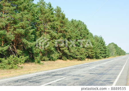 Pine forest and road on blue sky background 8889535