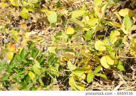 Green - yellow soy plant leaves macro in the cultivate field 8889536
