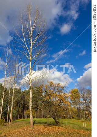 Park in autumn. Aspen and apple tree and pine trees. Park in autumn. Aspen and apple tree and pine trees. 8889852