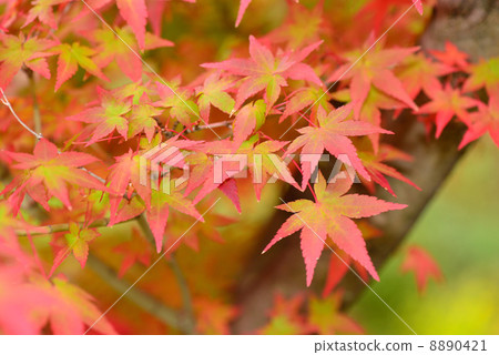 Maple Maple 8890421