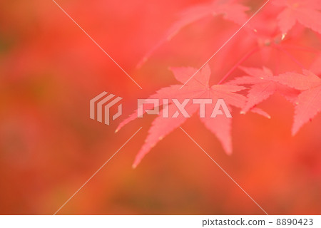 楓 楓 8890423