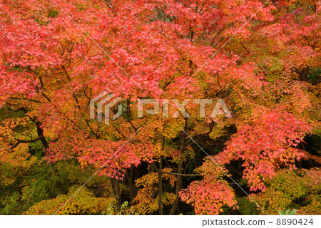 Maple Maple 8890424