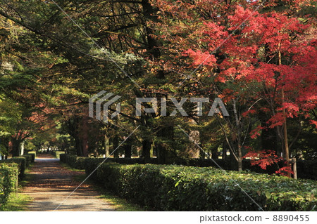 京都御苑路徑 京都御苑路徑 8890455