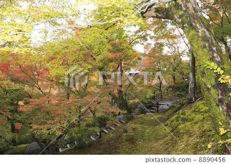 東福寺 東福寺 8890456