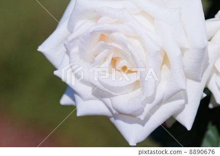 在古老的古河花園清新的白玫瑰花·初戀 8890676