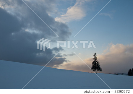 在小山美瑛町的杉樹 在小山美瑛町的杉樹 8890972